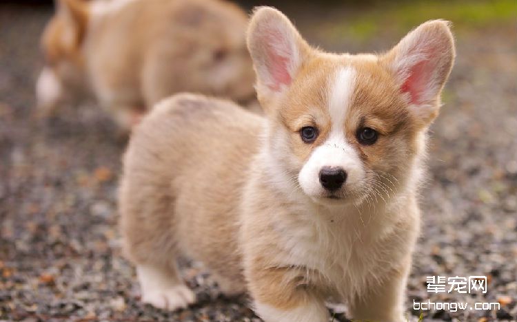 腊肠犬