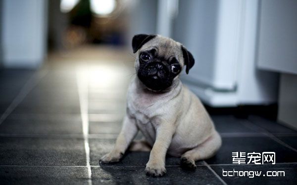 八哥犬