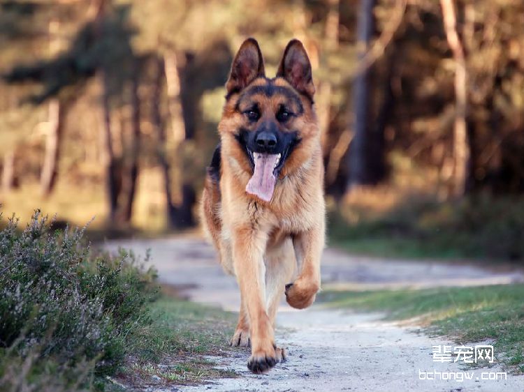 德国牧羊犬