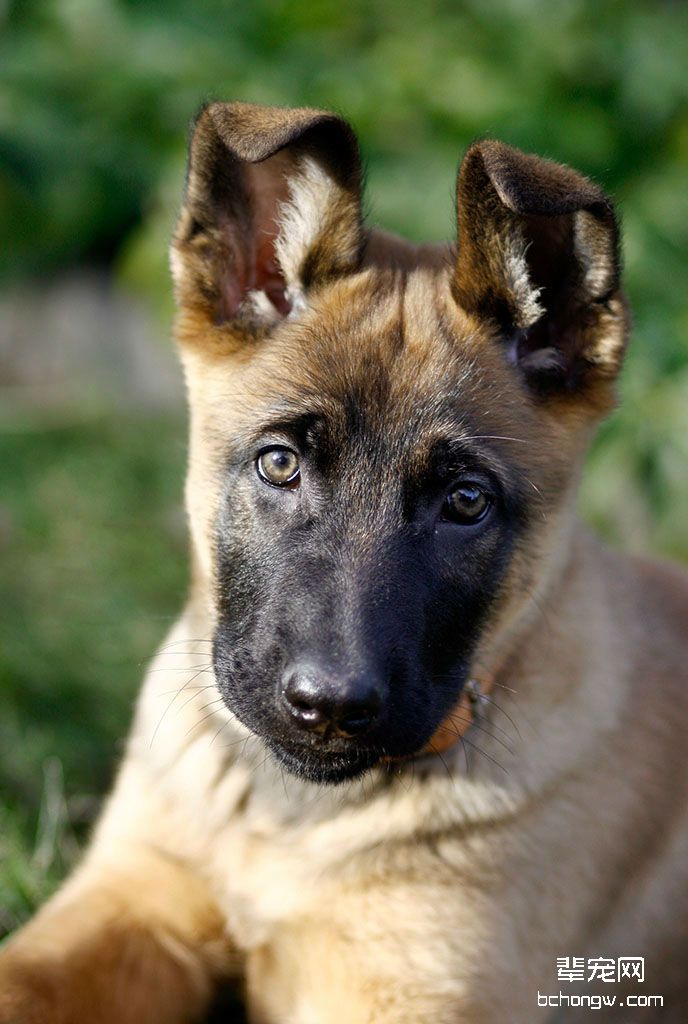 德国牧羊犬