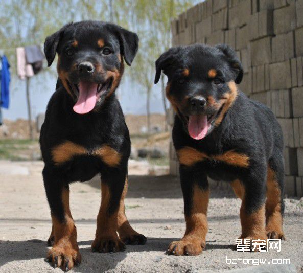 罗威纳犬