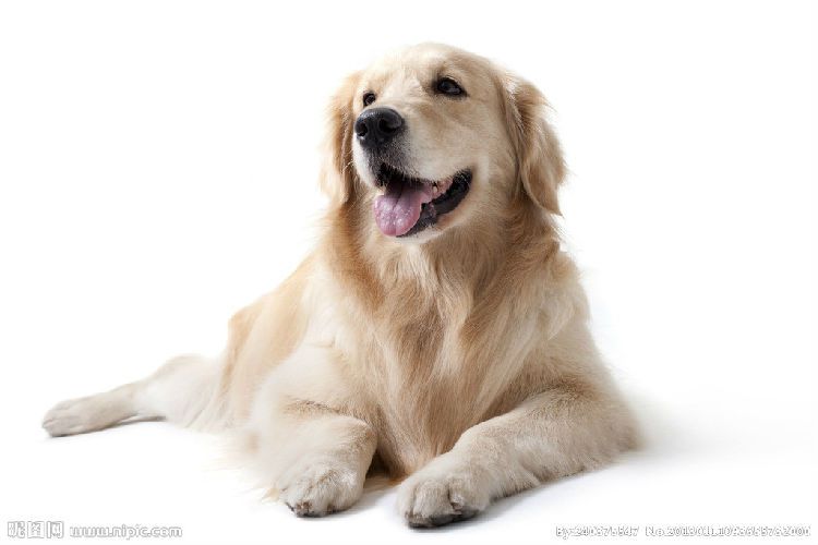 狗狗