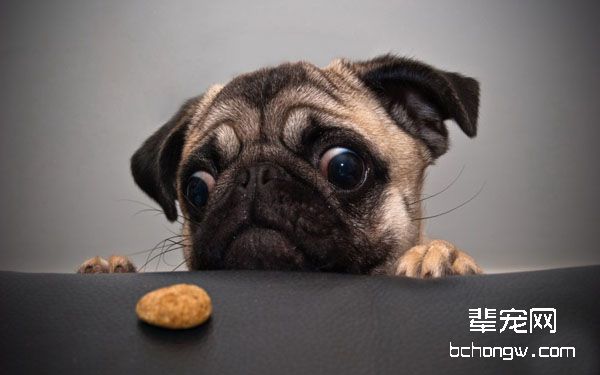巴哥犬