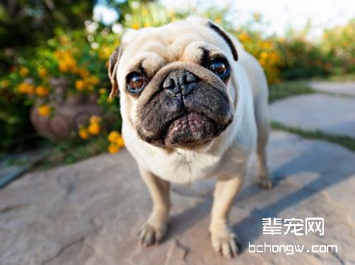 八哥犬