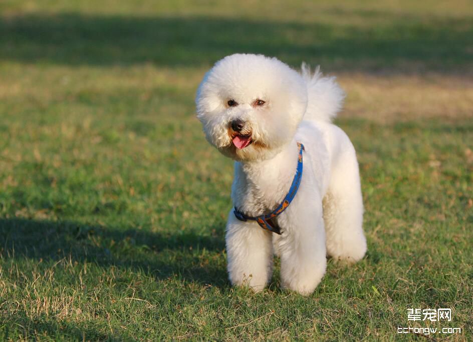 比熊犬