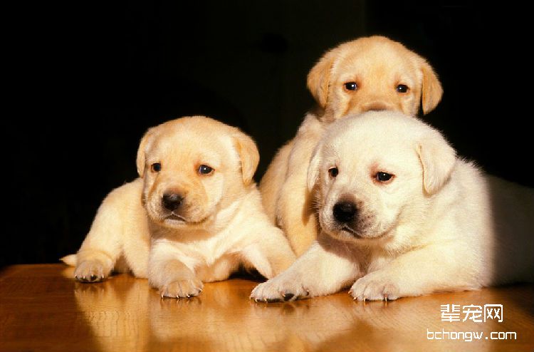 拉布拉多犬