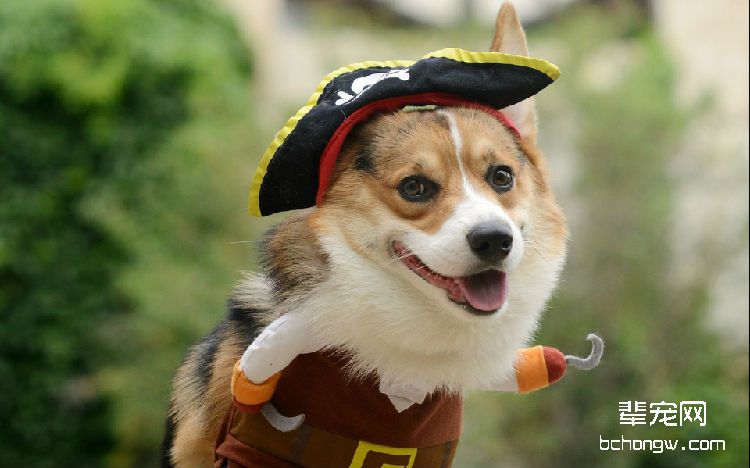 狗狗
