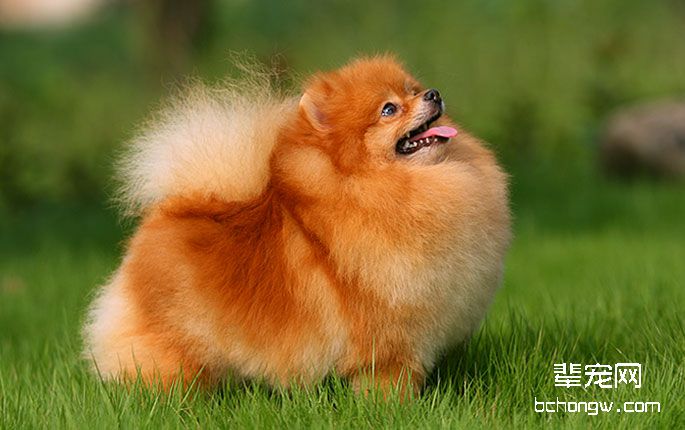 博美犬