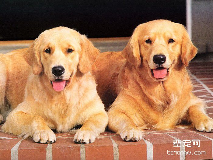 金毛犬