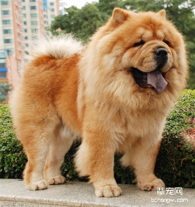 松狮犬