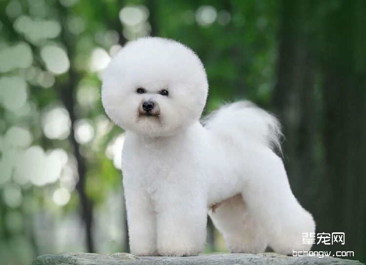 比熊犬