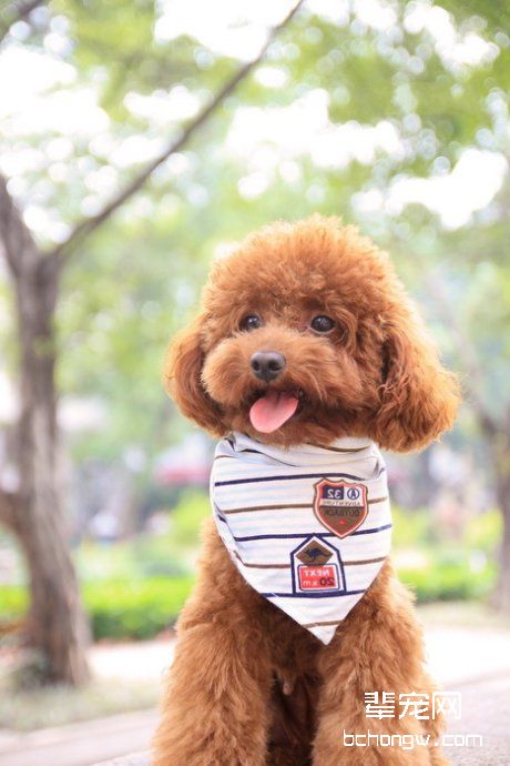 泰迪犬