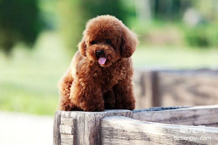 泰迪犬