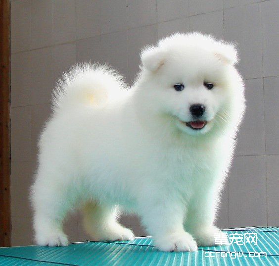 萨摩耶犬