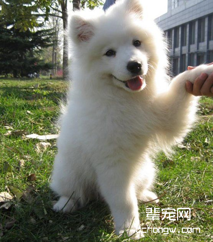 萨摩耶犬