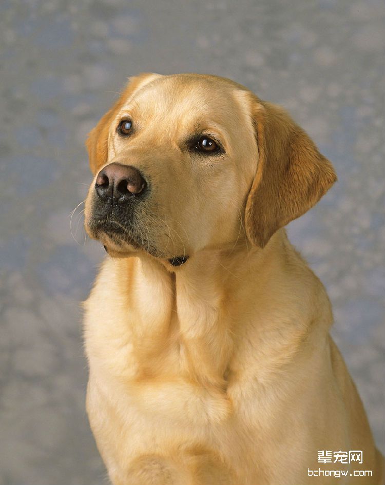 拉布拉多犬