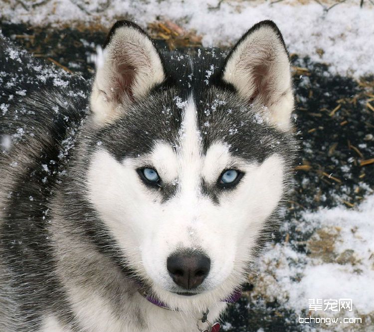 阿拉斯加雪橇犬