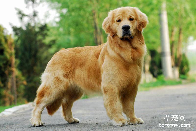 金毛犬