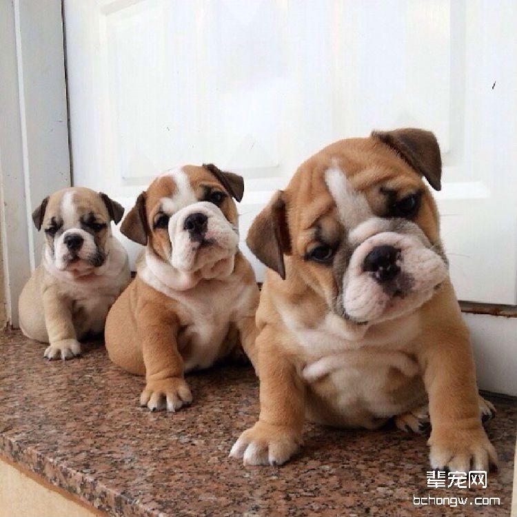 狗狗