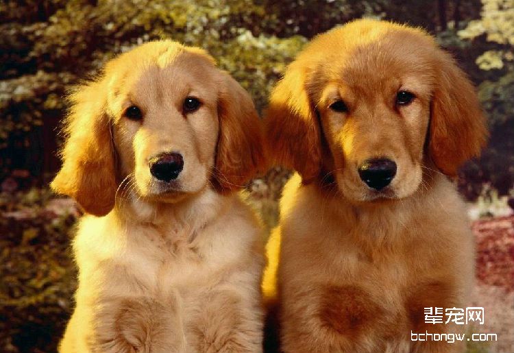 金毛犬