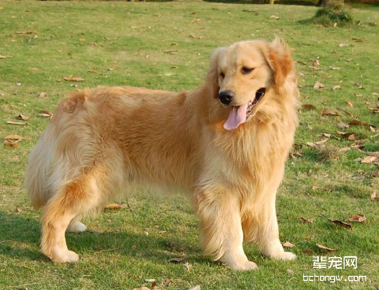 金毛犬