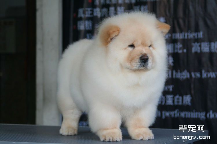 松狮犬