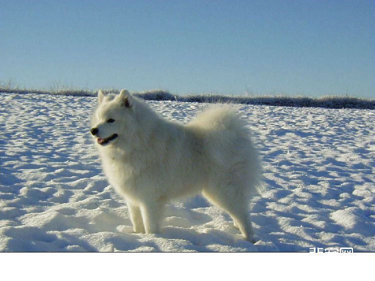 萨摩耶犬