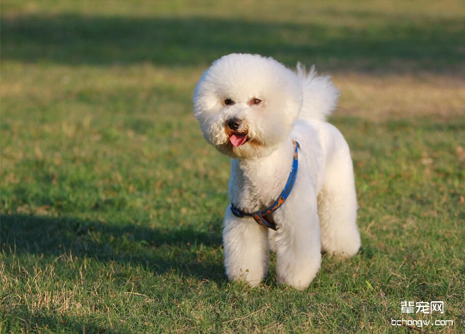 比熊犬