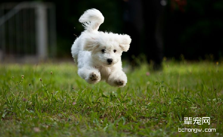 比熊犬