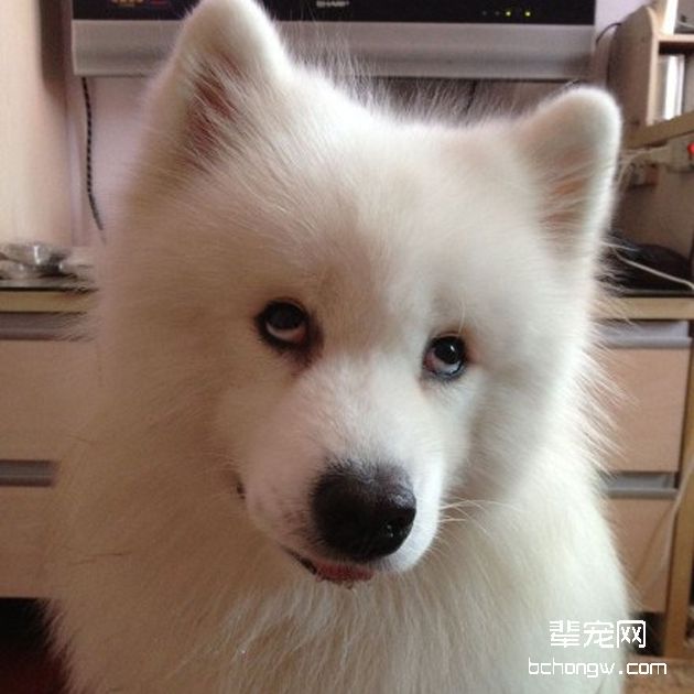萨摩耶犬