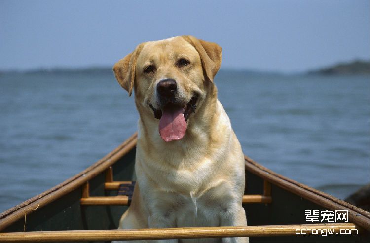 拉布拉多犬