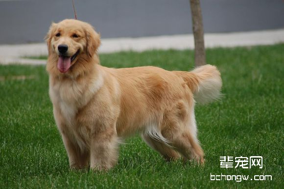金毛犬