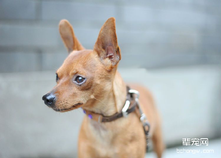 小鹿犬品种介绍