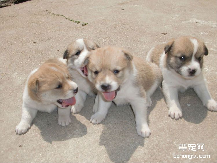 中华田园犬