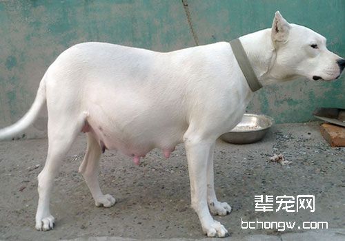 杜高犬
