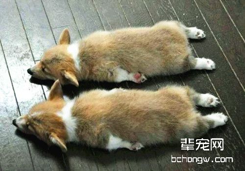 柯基犬