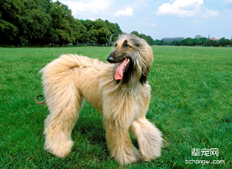 阿富汗猎犬