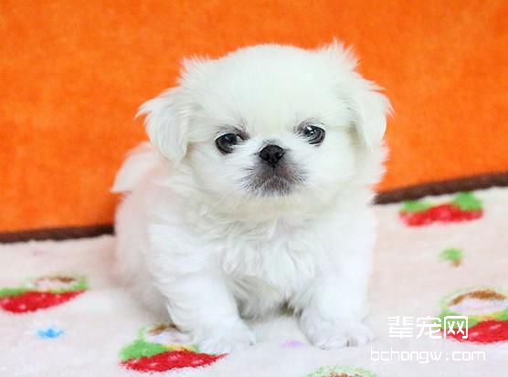 京巴犬