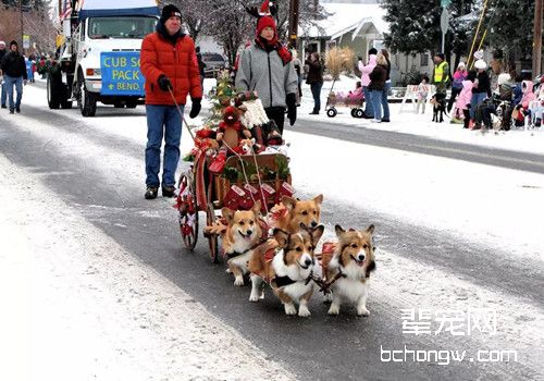 柯基犬