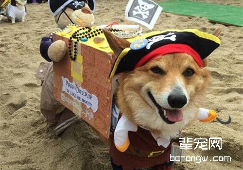 柯基犬