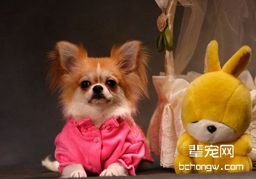 吉娃娃犬