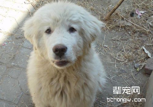 大白熊