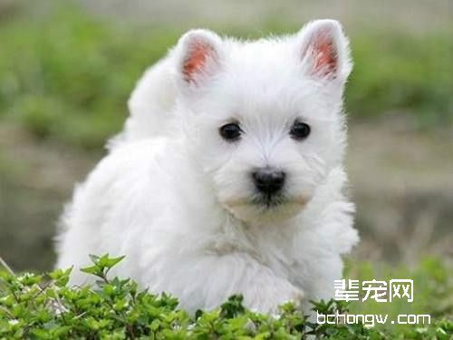 西高地白梗