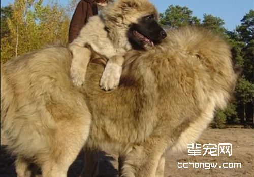 高加索犬