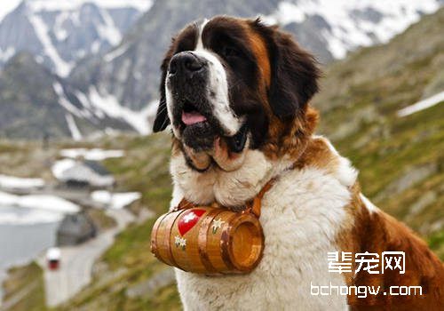 圣伯纳犬