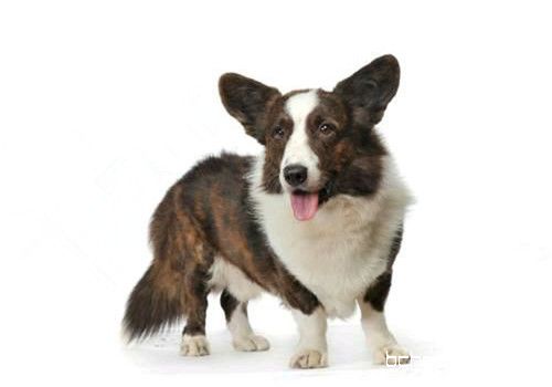 卡迪根威尔士柯基犬 