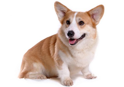 彭布罗克威尔士柯基犬