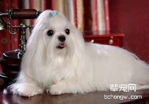 马尔济斯犬