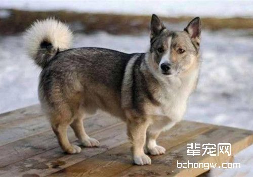 瑞典柯基犬