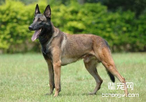 比利时马犬
